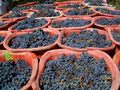 vendemmia