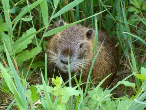 nutria.jpg