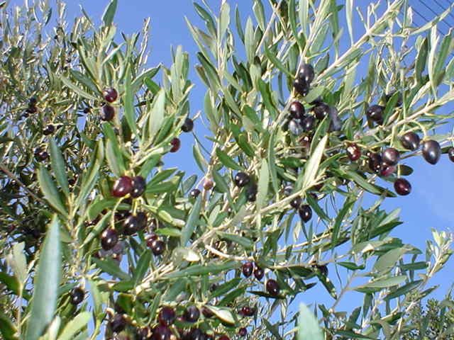 oliven2.jpg