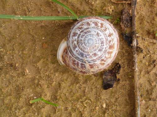 snail house