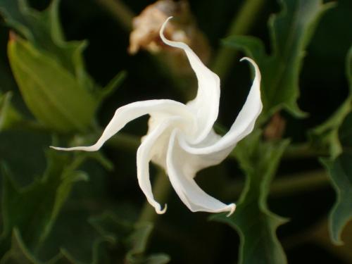 datura05.jpg