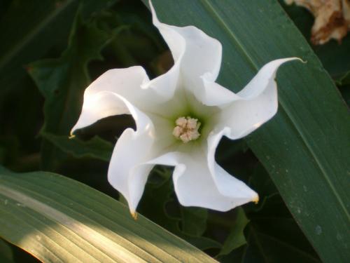 datura05a.jpg