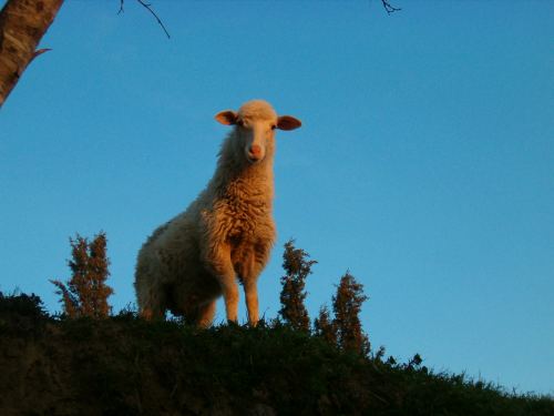 agnello.jpg