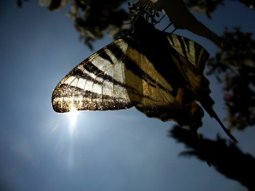 Iphiclides podalirius