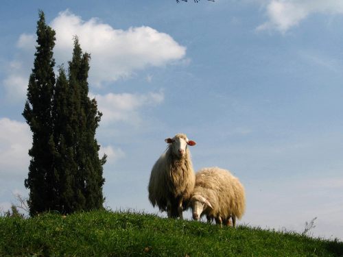 due pecore