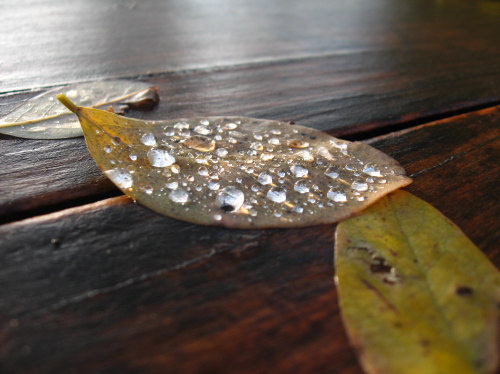 foglia acacia con pioggia 