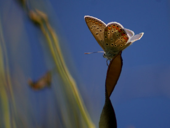 farfalla Polyommatus icarus famiglia Lycaenidae