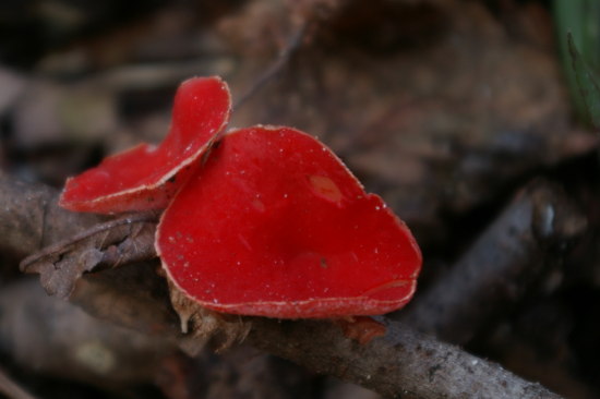 fungo rosso