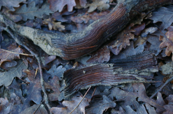 legno di erica bagnato