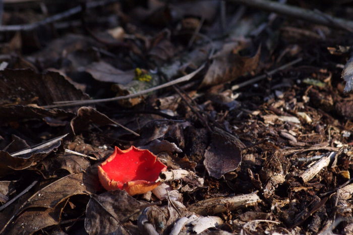 fungo rosso