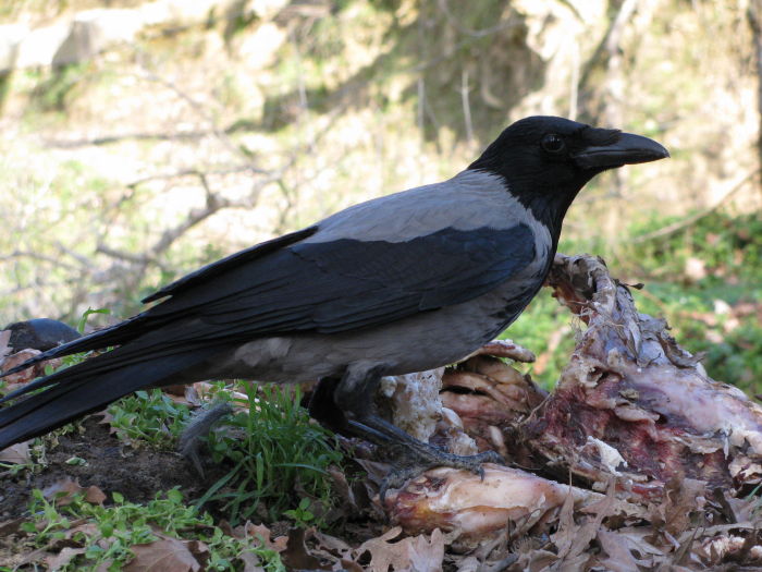 cornacchia  grigia