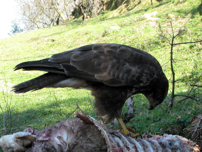 poiana (Buteo buteo) in terra