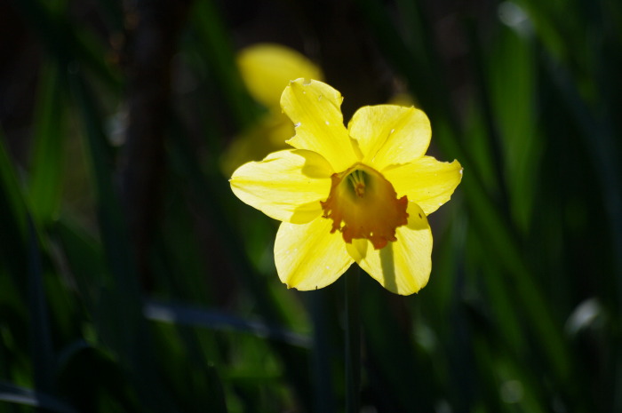 giallo