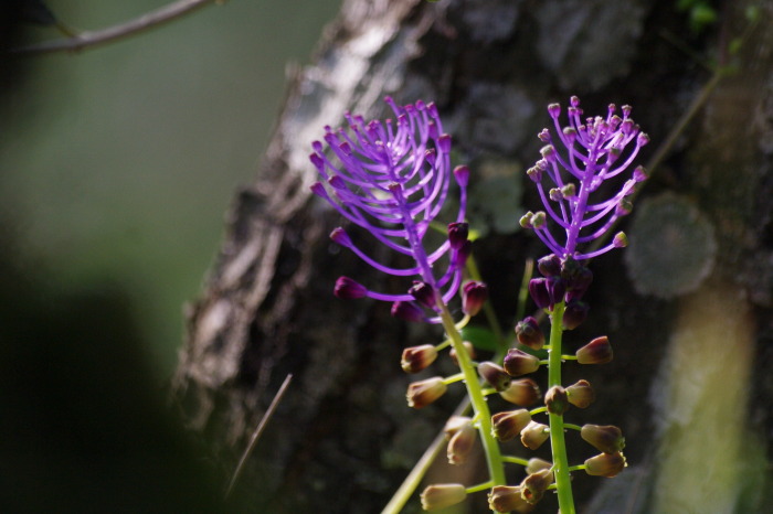 muscari