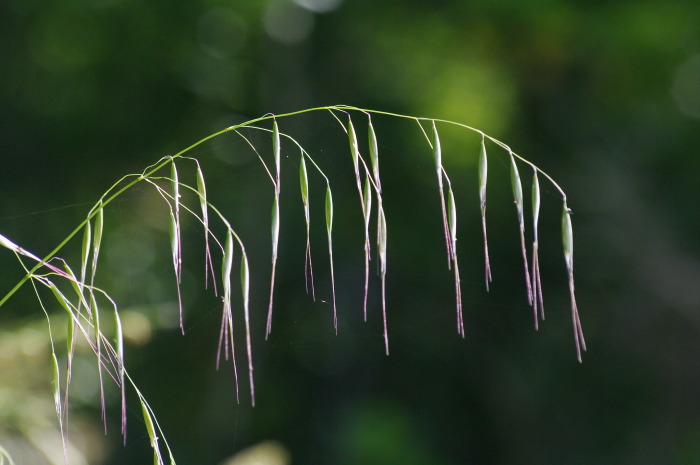 erba