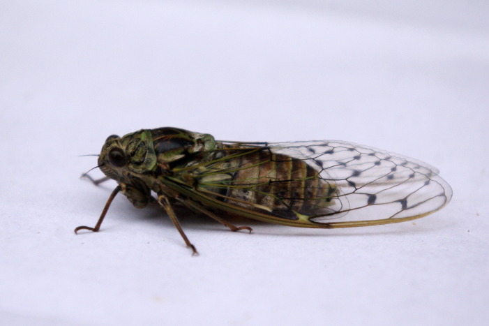 cicala