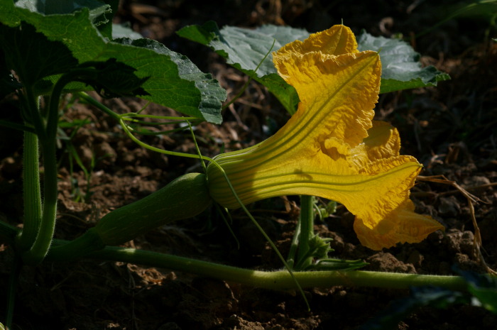 zucca con ape