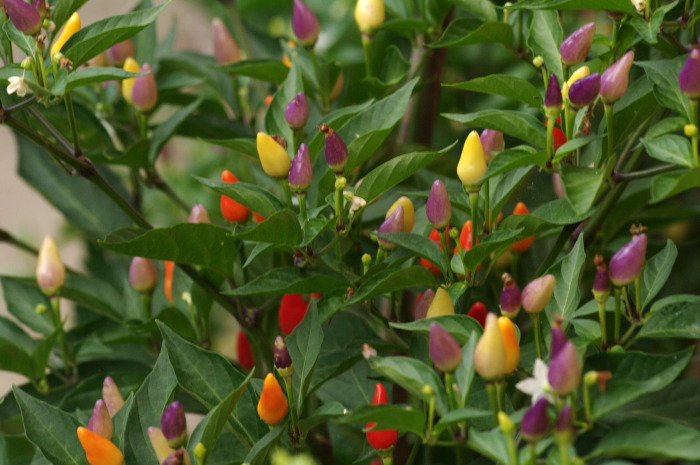 peperoncino