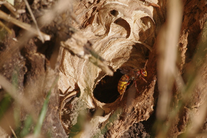 calabrone