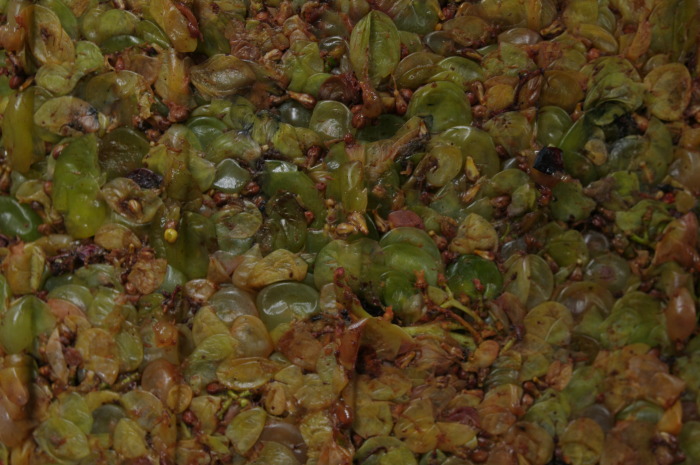 uva pressata