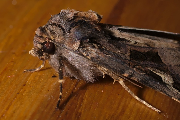 falena