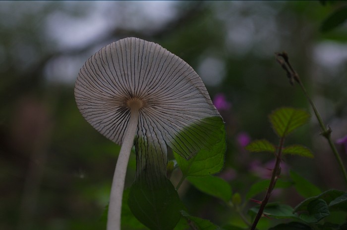 fungo-ombrella9-ombrella_01