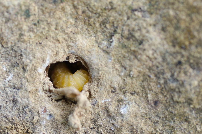 larva