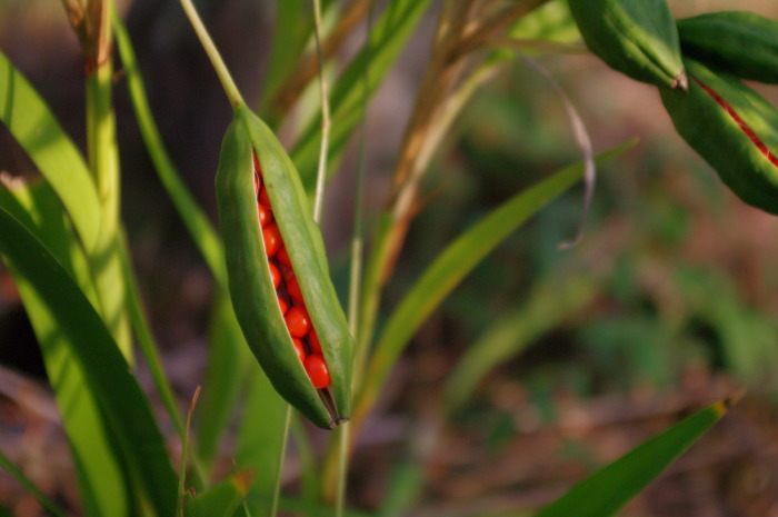 pianta-palline-rosse1