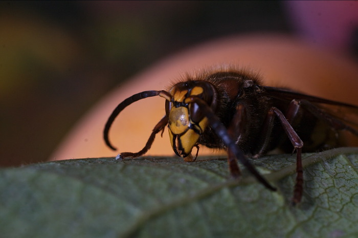calabrone vespa crabro