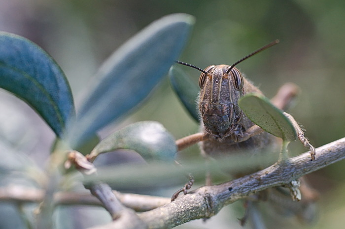 cavalletta-testa
