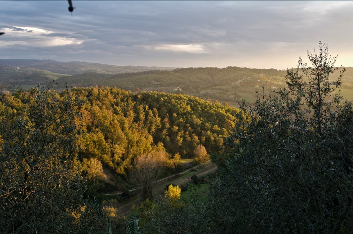 pioppo
