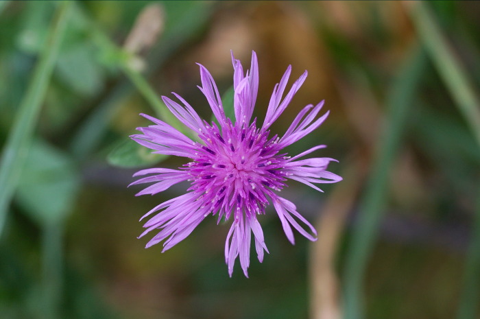 ultima scabiosa