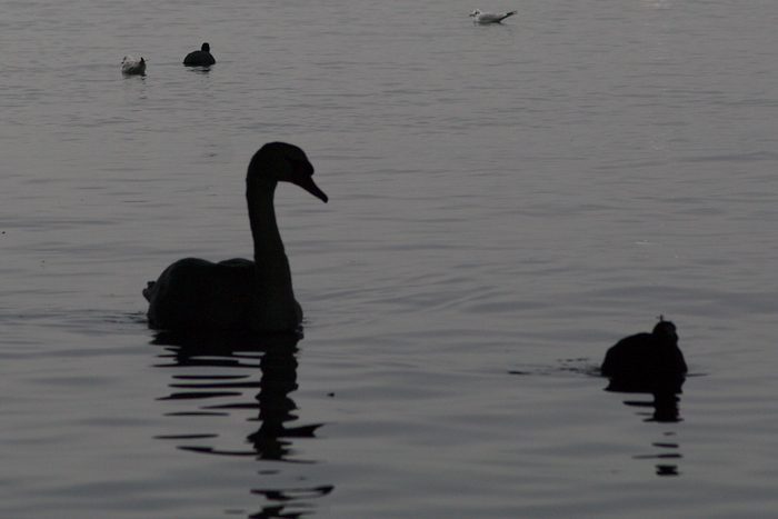 cigno nero