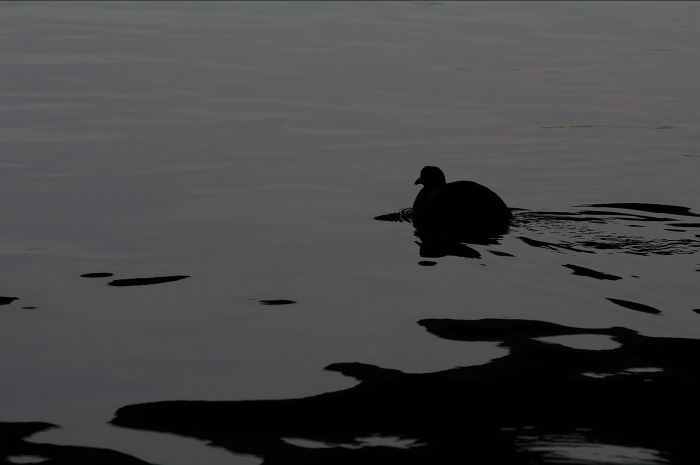 Fulica atra