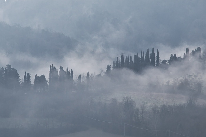 cipressi e nebbia