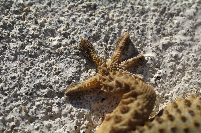 zampa-gecko