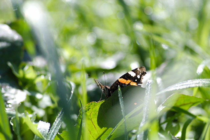 vanessa atalanta