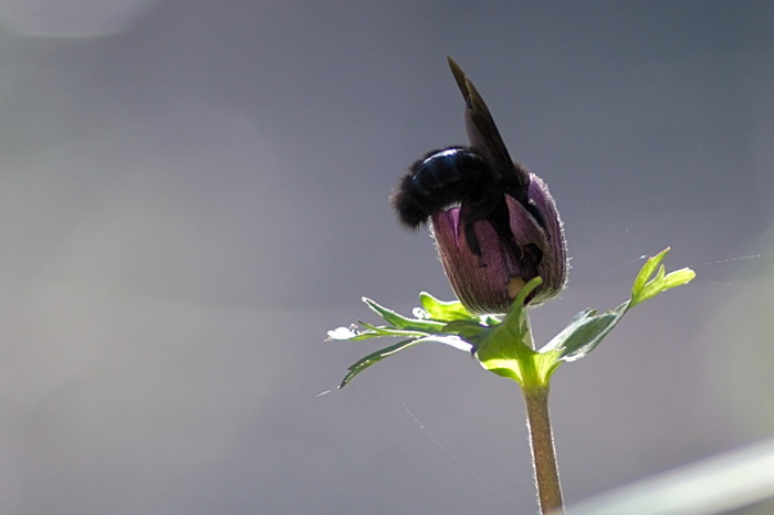 ape-legnaiola-anemone