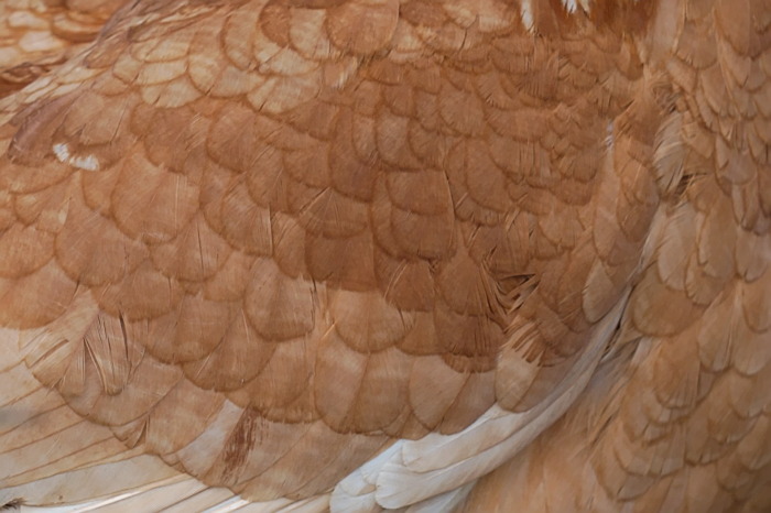 gallina rossa