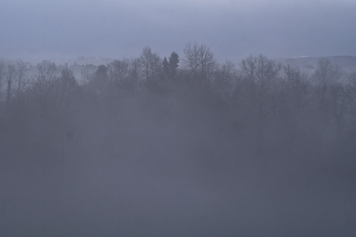 nebbia-alberi