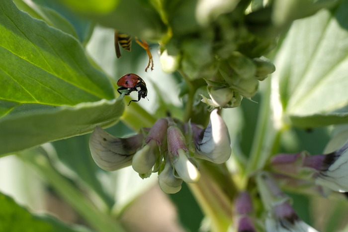 coccinella