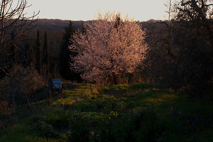 susino-in-fiore