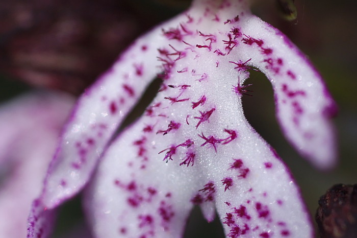 Orchis_Purpurea2