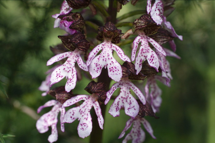 Orchis_Purpurea