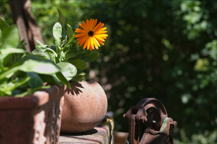 calendula