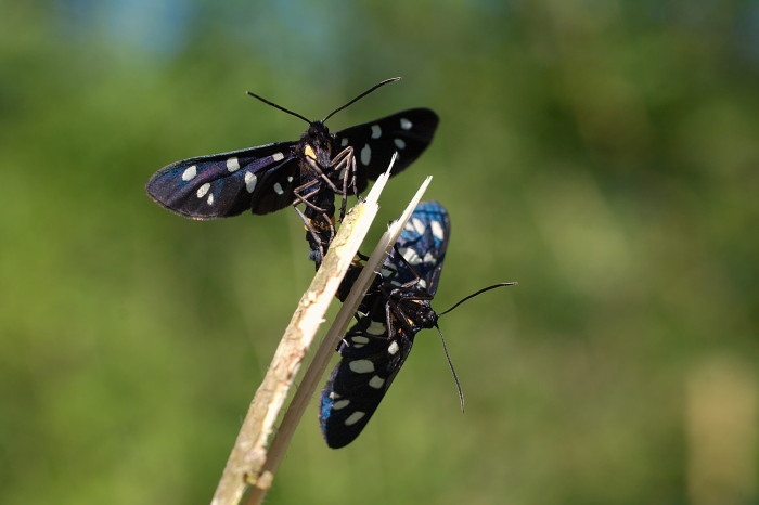 Amata phegea