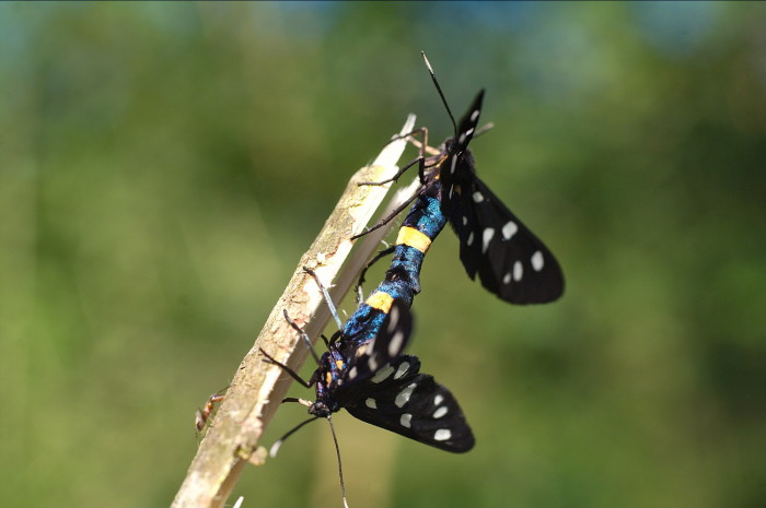 Amata phegea