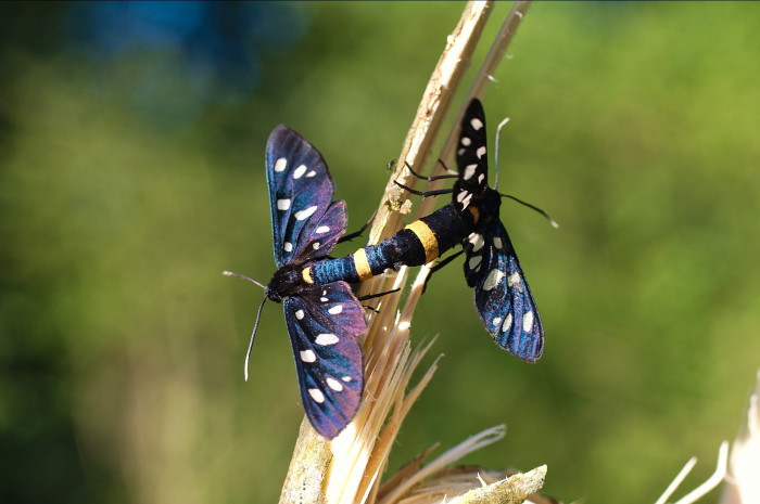 Amata phegea