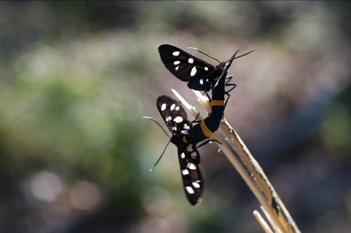 Amata phegea3