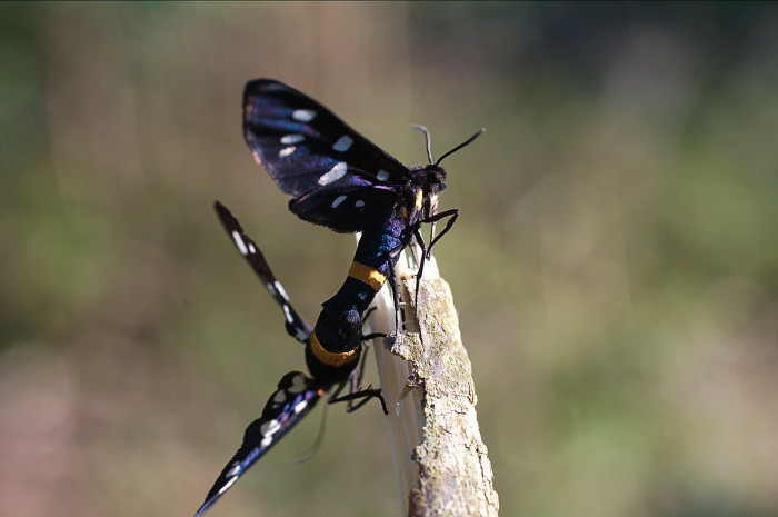 Amata phegea5